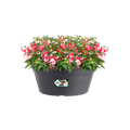 Ghiveci Elho green basics bowl, 38 cm, negru (living black) — imaginea 2