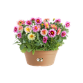 Ghiveci Elho bol green basics, 27 cm, mild terra — imaginea 2