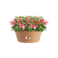 Ghiveci Elho green basics bowl, 38 cm, terracotta (mild terra) — imaginea 2