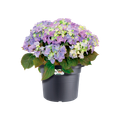 Ghiveci Elho green basics cilinder, 45 cm, negru (living black) — imaginea 2