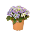 Ghiveci Elho green basics cilinder, 55 cm, mild terra — imaginea 2