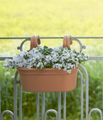 Ghiveci Elho agatatoare green basics easy hanger large, 15 cm, mild terra — imaginea 4