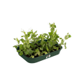 Ghiveci Elho propagare green basics grow tray marimea, L 36 × Î 6 × A 27 cm, leaf green — imaginea 2