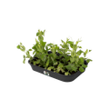 Ghiveci Elho propagare green basics grow tray marimea, L 36 × Î 6 × A 27 cm, living black — imaginea 2