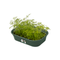 Tavă Elho green basics grow tray, L 24 × Î 6 × A 17 cm, verde (leaf green) — imaginea 2
