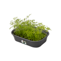 Ghiveci Elho propagare green basics grow tray marimea, L 24 × Î 6 × A 17 cm, living black — imaginea 2