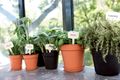 Ghiveci Elho green basics growpot, 13 cm, negru (living black) — imaginea 4