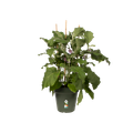 Ghiveci Elho green basics growpot, 11 cm, verde (leaf green) — imaginea 2