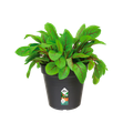 Ghiveci Elho green basics growpot, 13 cm, negru (living black) — imaginea 2