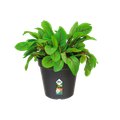 Ghiveci Elho green basics growpot, 19 cm, negru (living black) — imaginea 2