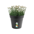 Ghiveci Elho green basics growpot, 30 cm, negru (living black) — imaginea 2