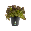 Ghiveci Elho green basics growpot, 15 cm, negru (living black) — imaginea 2