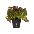 Ghiveci Elho green basics growpot, 11 cm, negru (living black) — imaginea 2