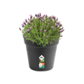 Ghiveci Elho green basics growpot, 35 cm, negru (living black) — imaginea 2