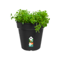 Ghiveci Elho green basics growpot, 24 cm, negru (living black) — imaginea 2