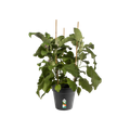 Ghiveci Elho green basics growpot, 21 cm, negru (living black) — imaginea 2