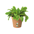 Ghiveci Elho green basics growpot, 13 cm, terracotta (mild terra) — imaginea 2