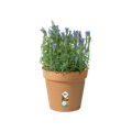 Ghiveci Elho green basics growpot, 17 cm, terracotta (mild terra) — imaginea 2
