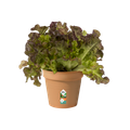 Ghiveci Elho green basics growpot, 11 cm, terracotta (mild terra) — imaginea 2