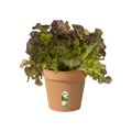 Ghiveci Elho green basics growpot, 15 cm, terracotta (mild terra) — imaginea 2