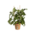 Ghiveci Elho green basics growpot, 19 cm, terracotta (mild terra) — imaginea 2