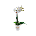 Ghiveci Elho green basics orchid, 13 cm, transparent — imaginea 2