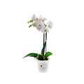 Ghiveci Elho green basics orchid, 15 cm, transparent — imaginea 2