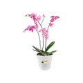 Ghiveci Elho green basics orchid, 17 cm, transparent — imaginea 2