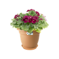 Farfurie Elho green basics saucer, 41 cm, terracotta (mild terra) — imaginea 2