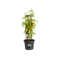 Ghiveci Elho green basics tomato pot, 33 cm, negru — imaginea 2