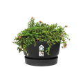 Ghiveci Elho greenville bowl, 33 cm, negru (living black) — imaginea 2