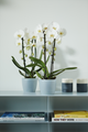 Mască de ghiveci Elho brussels orchid, 12,5 cm, transparent — imaginea 4