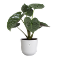 Mască de ghiveci Elho jazz round, 23 cm, alb (silky white) — imaginea 2