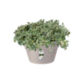 Ghiveci Elho bol loft urban rotund, 35 cm, warm grey — imaginea 2