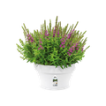 Ghiveci Elho loft urban bowl, 35 cm, alb (white) — imaginea 2