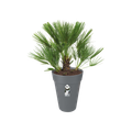 Ghiveci Elho inalt loft urban rotund, 28 cm, anthracite — imaginea 2