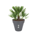 Ghiveci Elho roti loft urban rotund, 60 cm, anthracite — imaginea 2