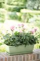 Farfurie Elho barcelona trough, 70 cm, verde (pistachio green) — imaginea 4