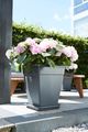 Farfurie Elho universal saucer square, 25 cm, antracit (anthracite) — imaginea 4