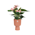 Mască de ghiveci Elho vibes fold coupe, 14 cm, roz (delicate pink) — imaginea 2