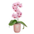 Mască de ghiveci Elho vibes fold orchid high frosted, 12,5 cm, roz (pink) — imaginea 2