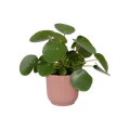 Mască de ghiveci Elho vibes fold round, 18 cm, roz (delicate pink) — imaginea 2