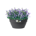 Ghiveci Elho vibia campana bowl, 27 cm, antracit (anthracite) — imaginea 2