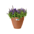 Ghiveci Elho vibia campana round, 25 cm, terracotta (terra) — imaginea 2