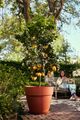 Ghiveci Elho vibia campana round, 65 cm, terracotta (terra) — imaginea 4