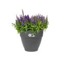 Ghiveci Elho vibia campana round, 30 cm, antracit (anthracite) — imaginea 2