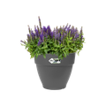 Ghiveci Elho vibia campana round, 25 cm, antracit (anthracite) — imaginea 2