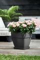 Ghiveci Elho vibia campana square, 30 cm, antracit (anthracite) — imaginea 4
