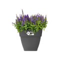 Ghiveci Elho vibia campana square, 30 cm, antracit (anthracite) — imaginea 2