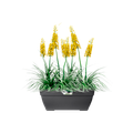 Jardinieră Elho vibia campana terrace trough, 80 cm, antracit (anthracite) — imaginea 2